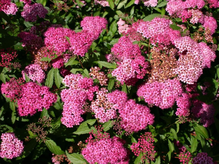 Спирея метельчатая