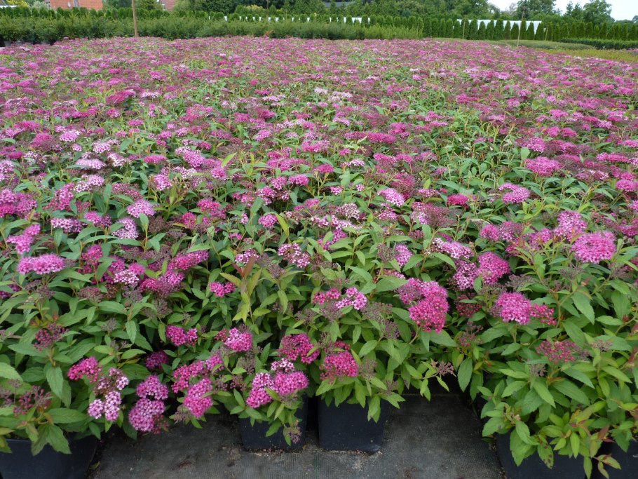 Спирея антони ватерер