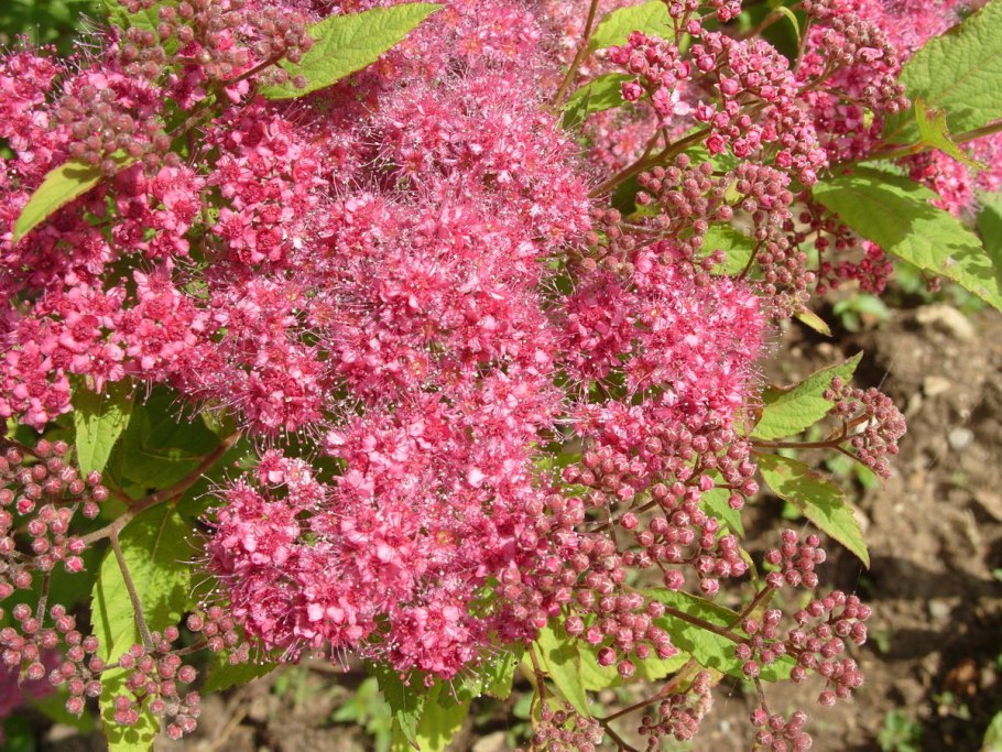 Спирея Антони Ватерер
