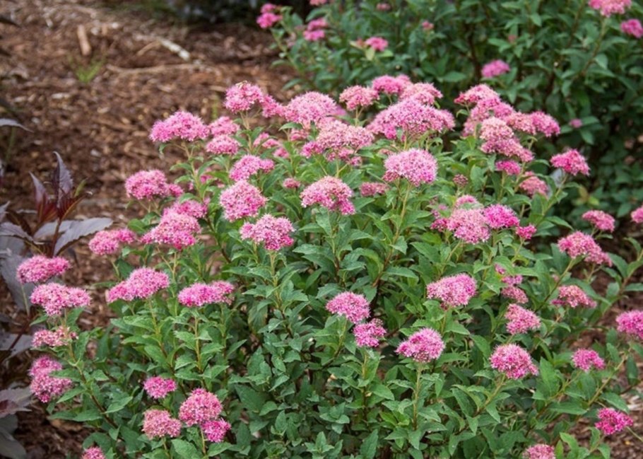 Спирея японская антони ватерер