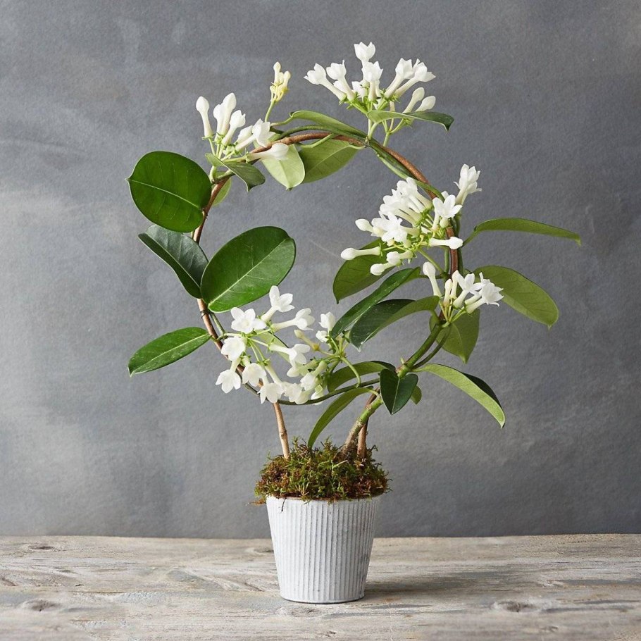 Стефанотис floribunda
