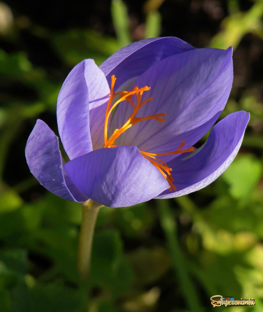 Крокус Банатский