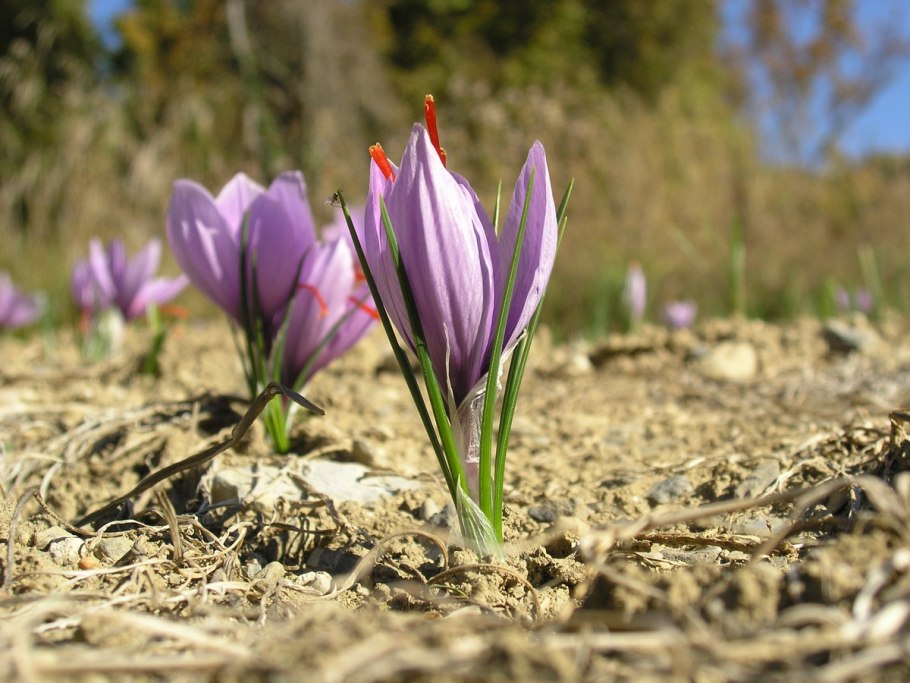 Крокусы осеннецветущие