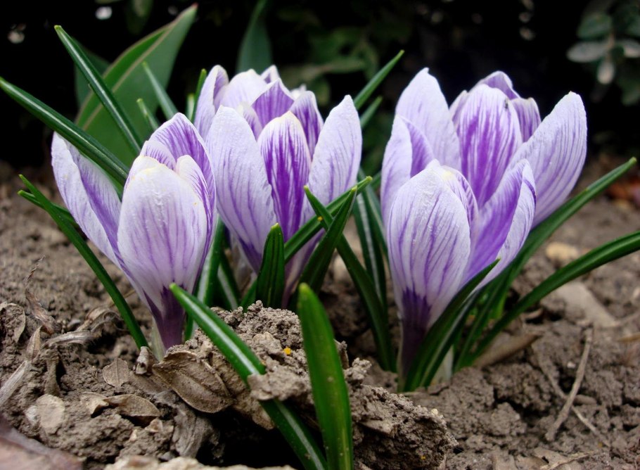 Цветок крокус