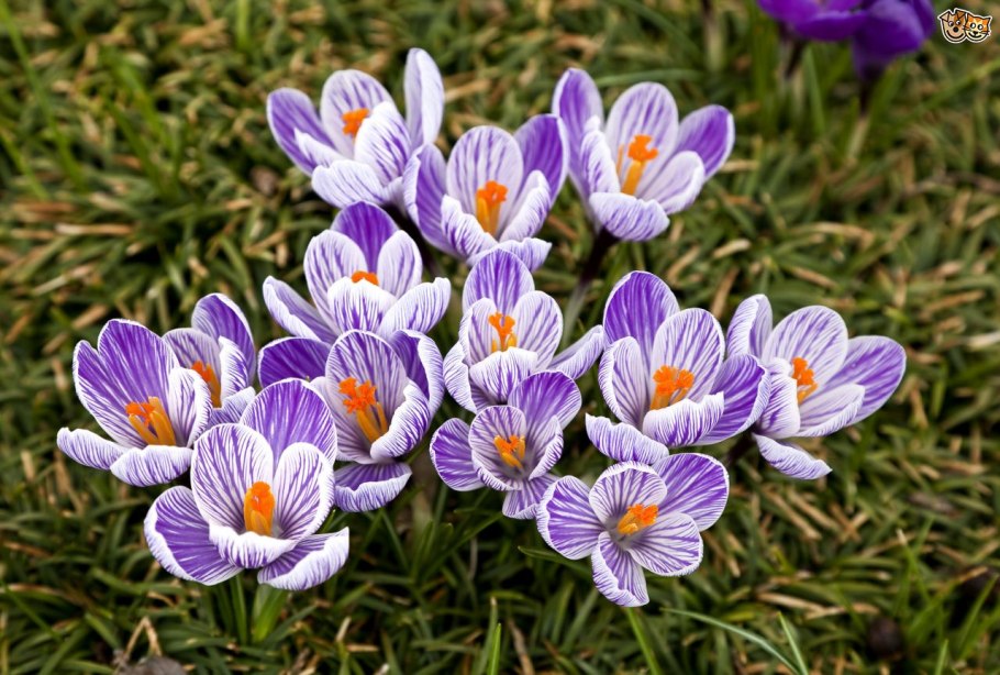 Крокус перпл