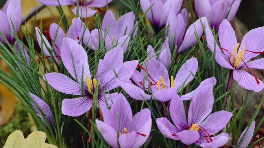 Цветы похожие на крокусы но цветущие осенью