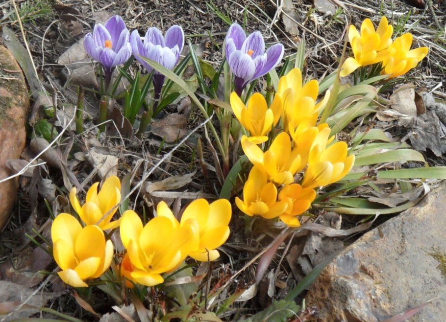 Шафран (раст. Сем. Касатиковых)