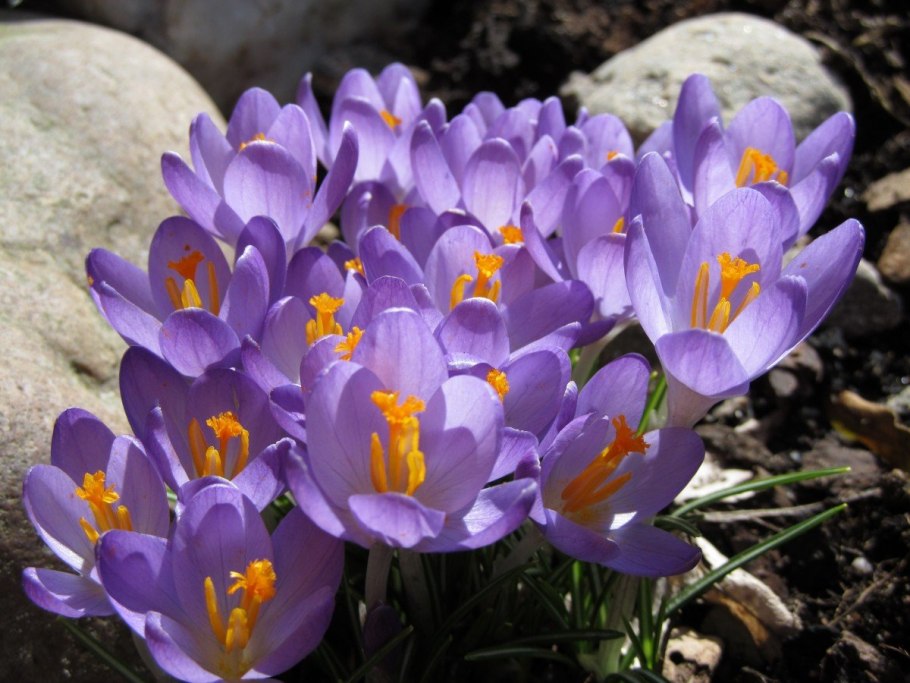 Crocus tommasinianus