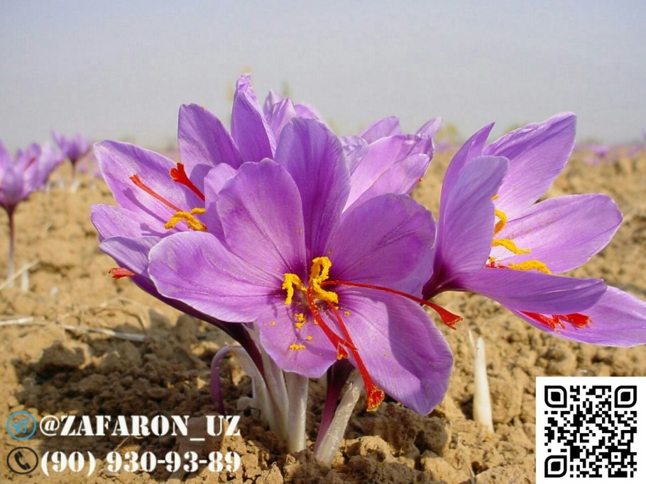 Крокус шафран