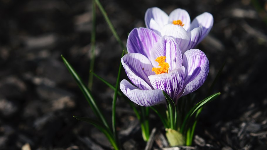 Крокус банатский