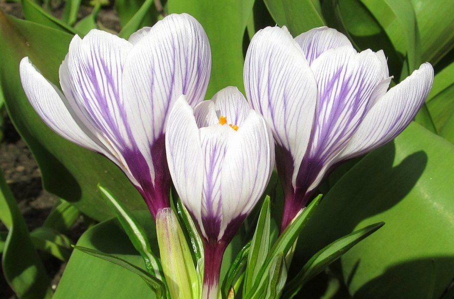 Крокус анкарский