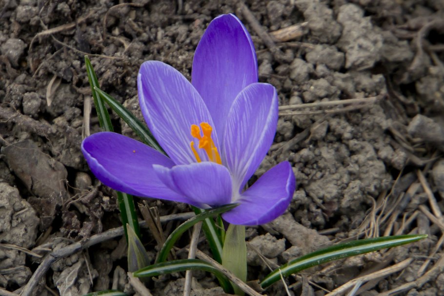 Духи Крокус советские