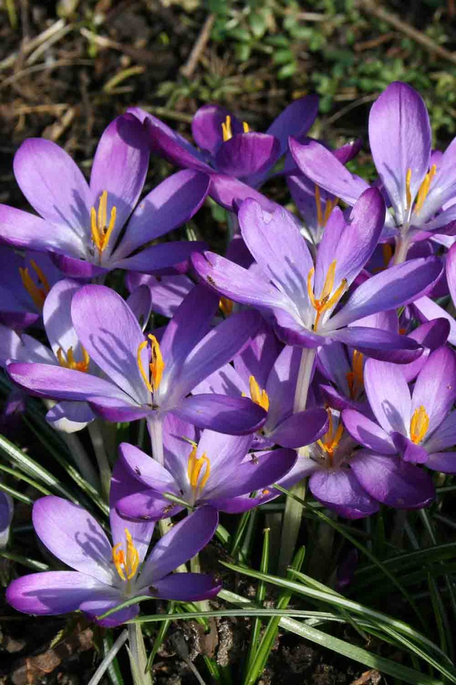 Крокус томазини crocus tommasinianus