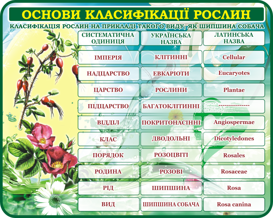 Типы плодов покрытосеменных растений