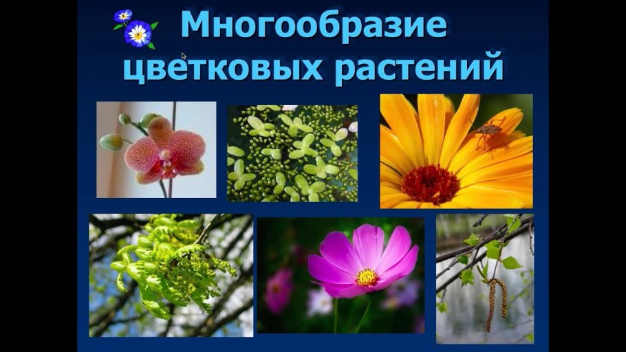 Низшие растения классификация