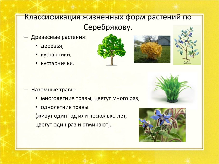 Факторы вызывающие стресс у растений