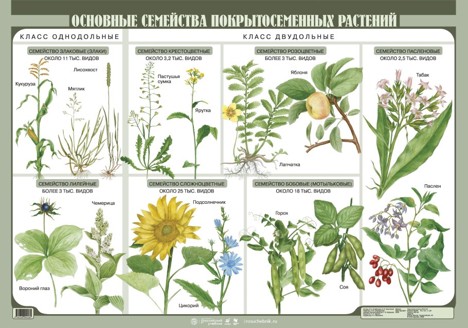Классификация царства растений 5 класс биология