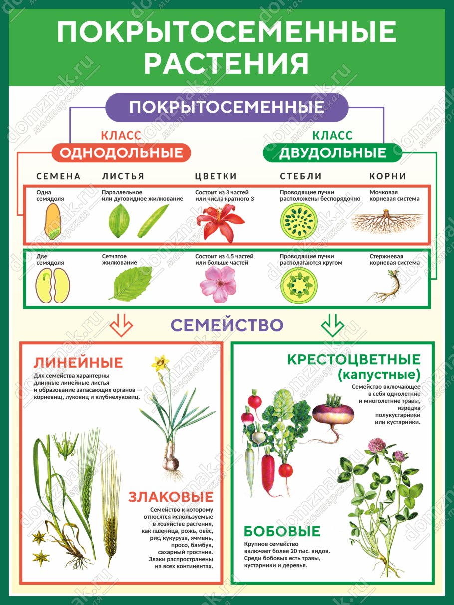 Группа растений цветковые