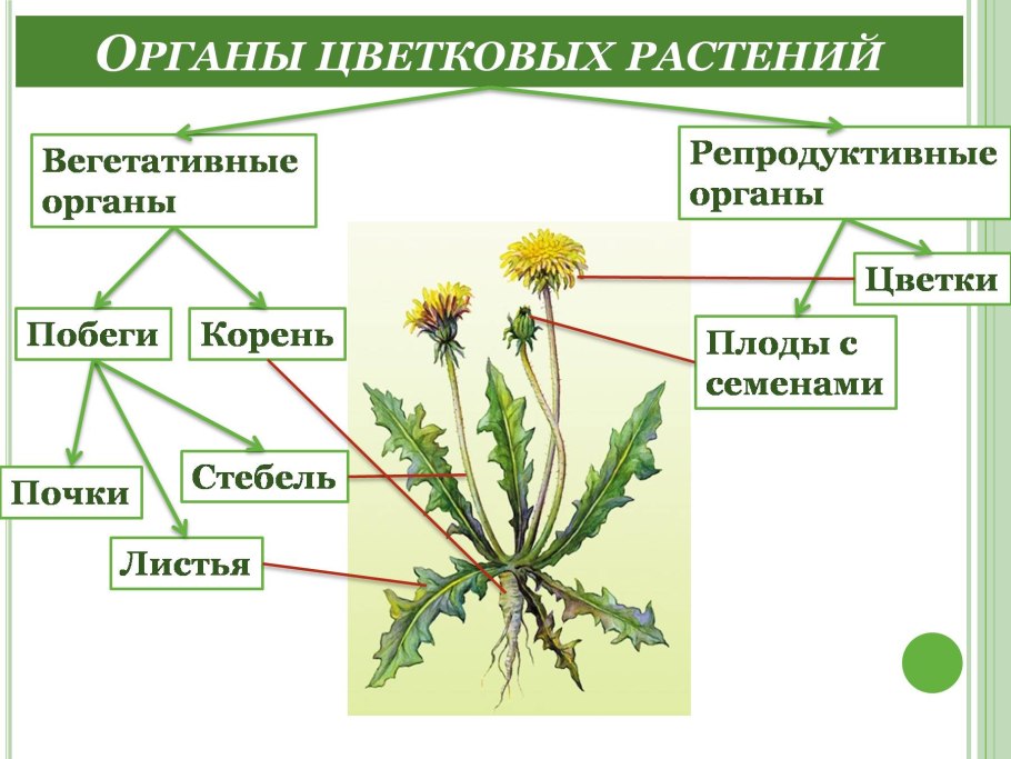 Типы соцветий покрытосеменных растений