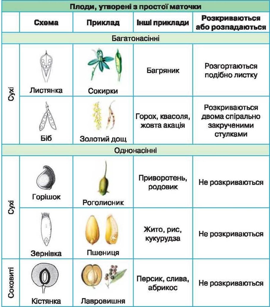 Покрытосеменные растения деревья