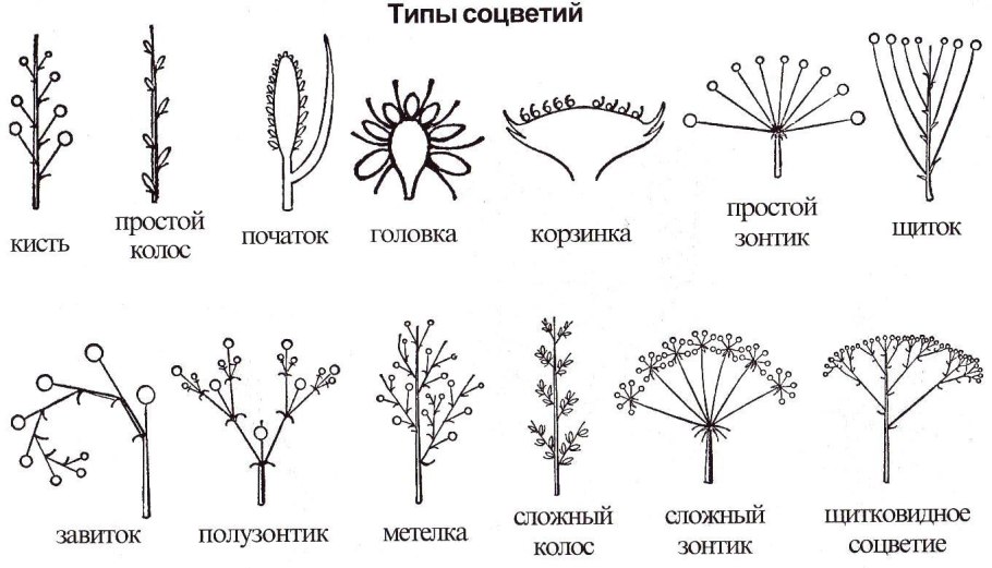 Классификация лекарственных растений