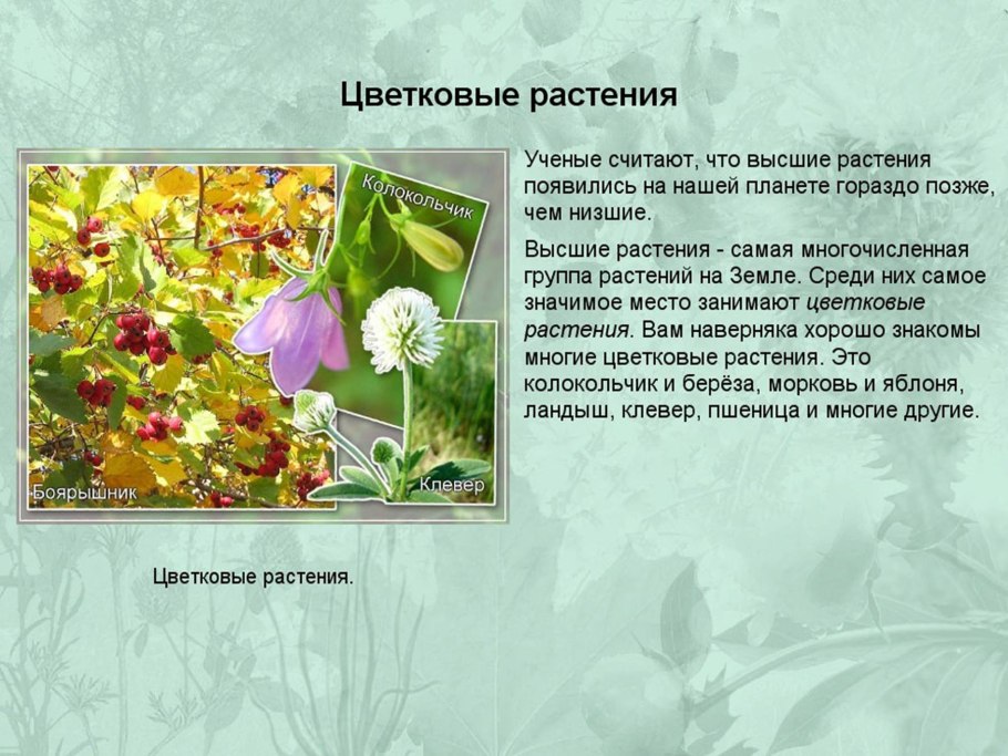 Царство растений классификация схема 5 класс биология