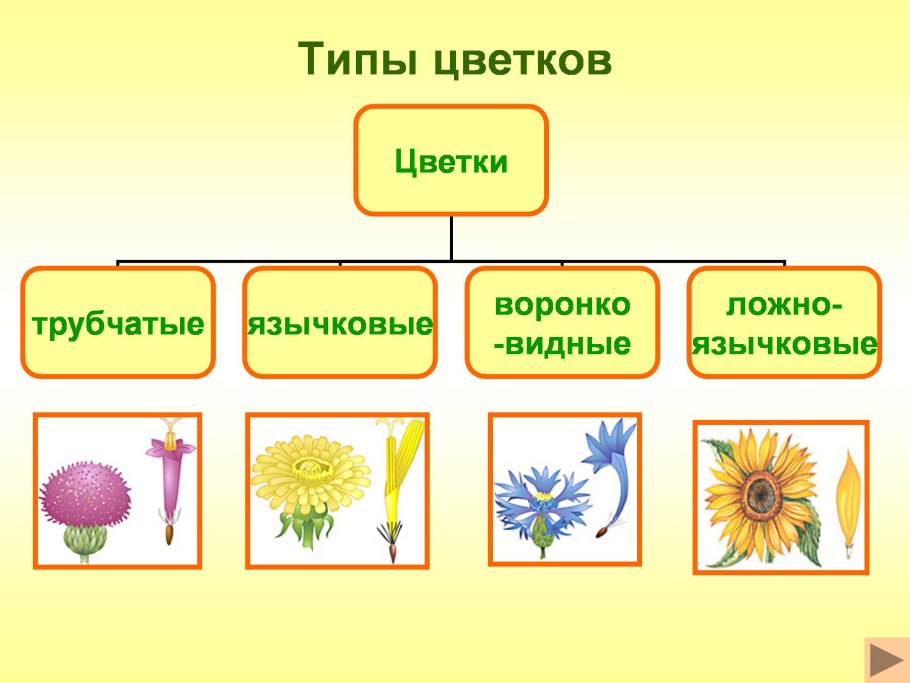 Схема классификации вегетативных органов цветкового растения