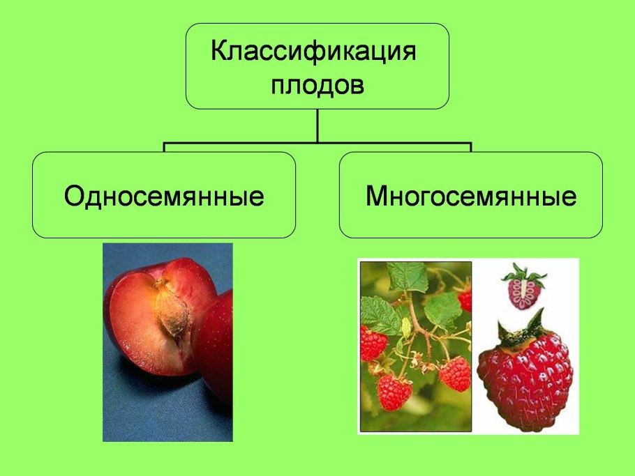 Схема классификации соцветий цветковых растений