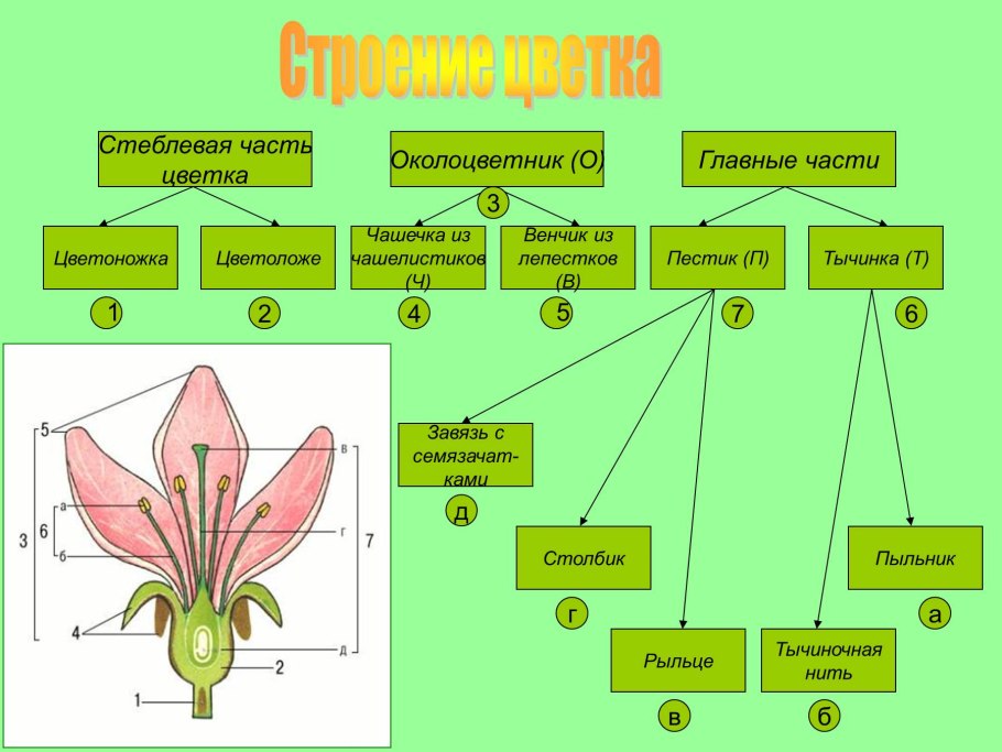 Покрытосеменные растения жизненная форма (трава, кустарник, дерево)