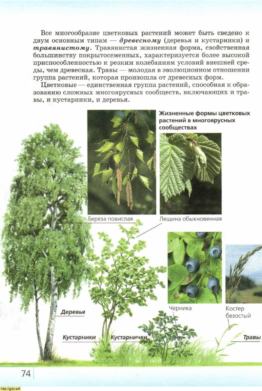 По каким признакам семейства растений различаются между собой