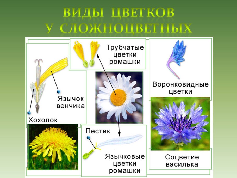 Деление цветковых на классы таблица 6 класс