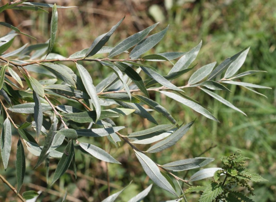 Новая кора грызунов