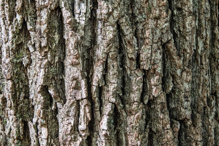 Аспирин из коры