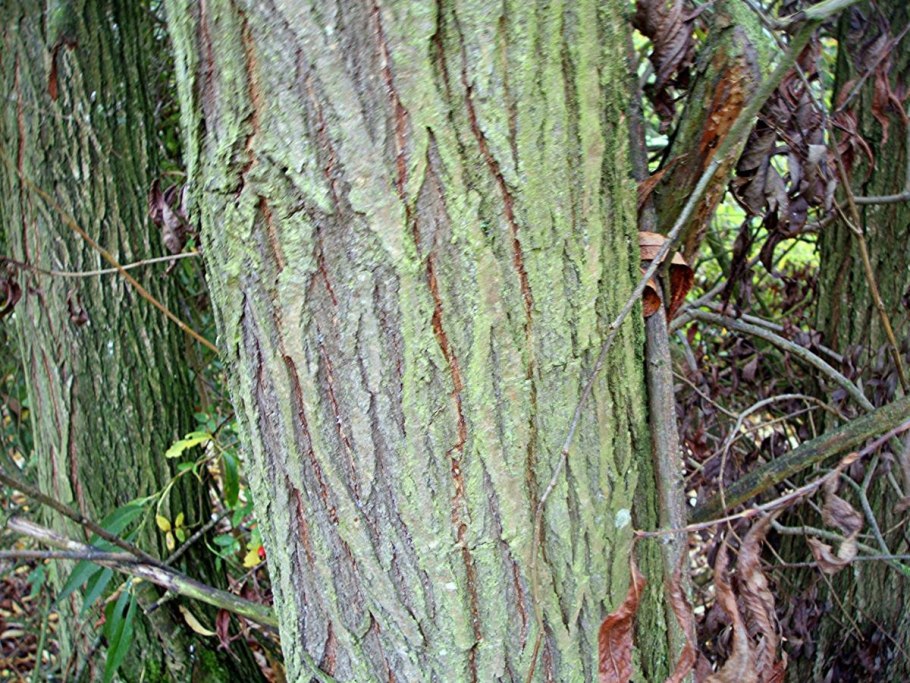 Ивовая кора