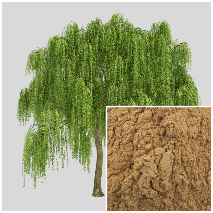 Ива плакучая