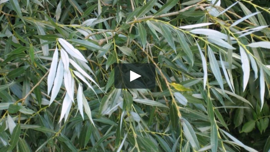 Экстракт коры ивы