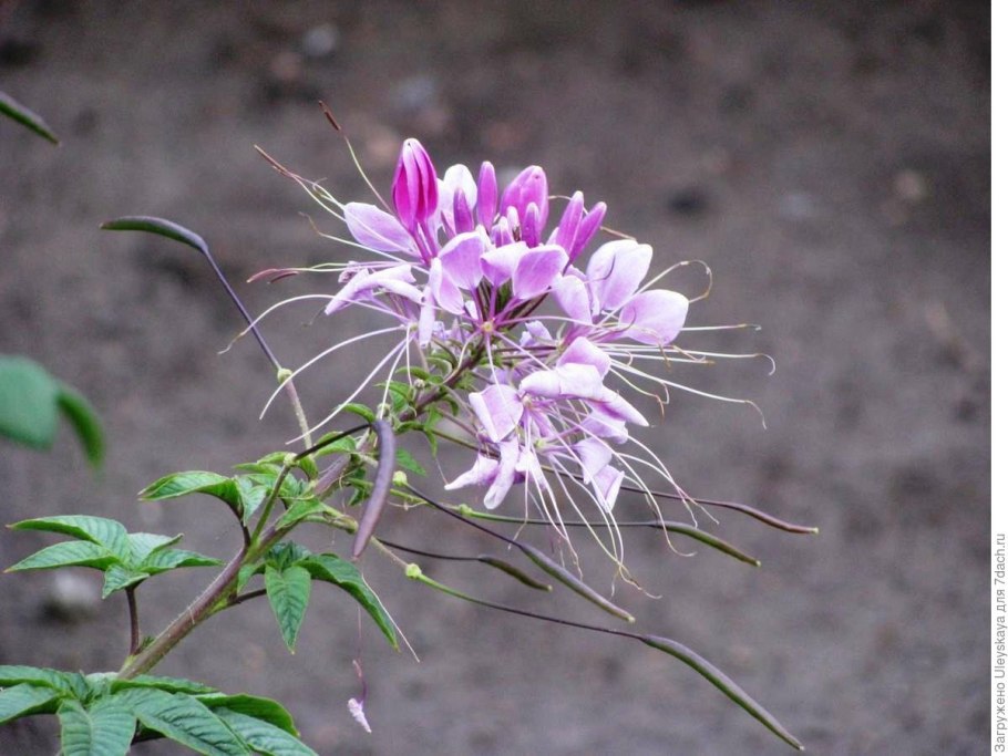 Клеома Хелен