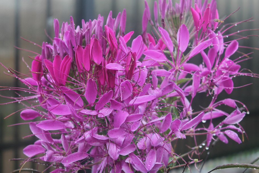 Дикие цветы Финляндии