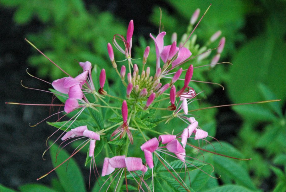 Клеома расекалистная