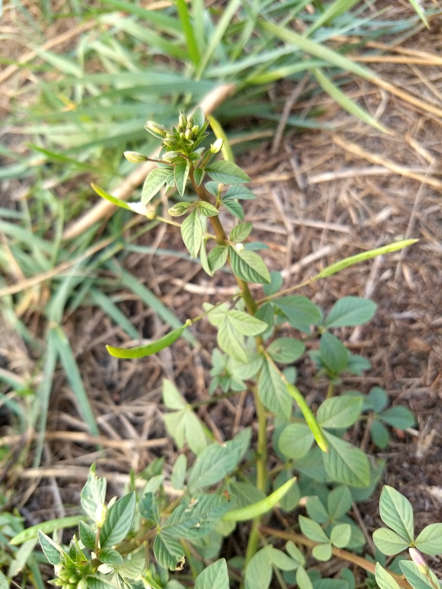 Растение паук клеома