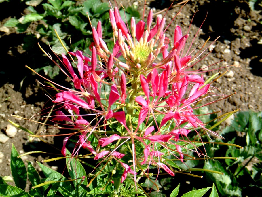 Клеома цветок