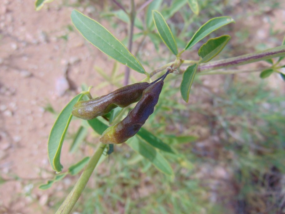 Потолочная люстра клеома 05825