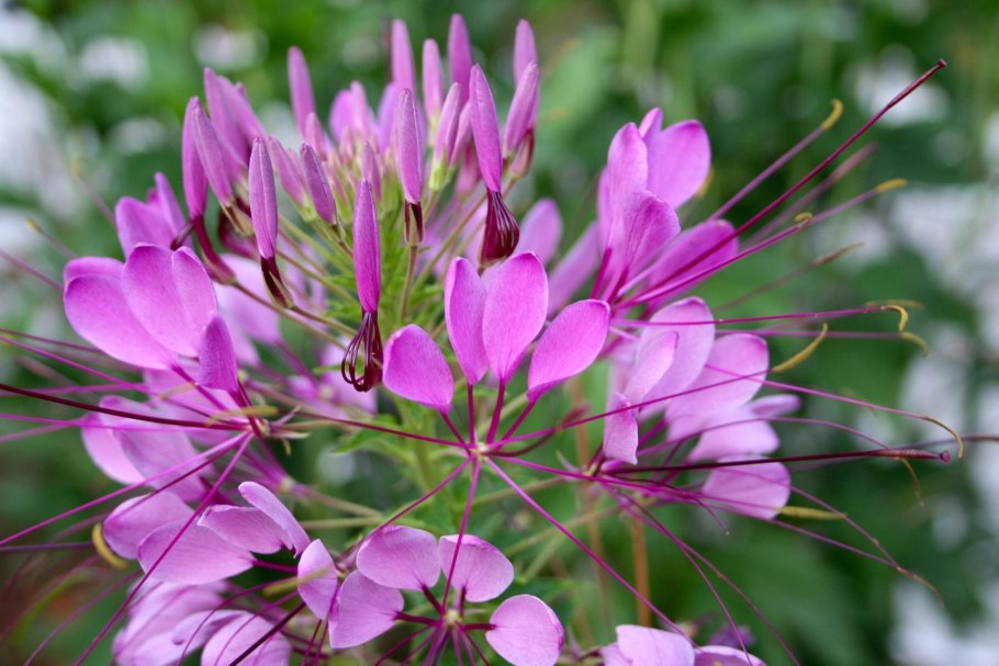 Cleomaceae сleomeae Cleome species
