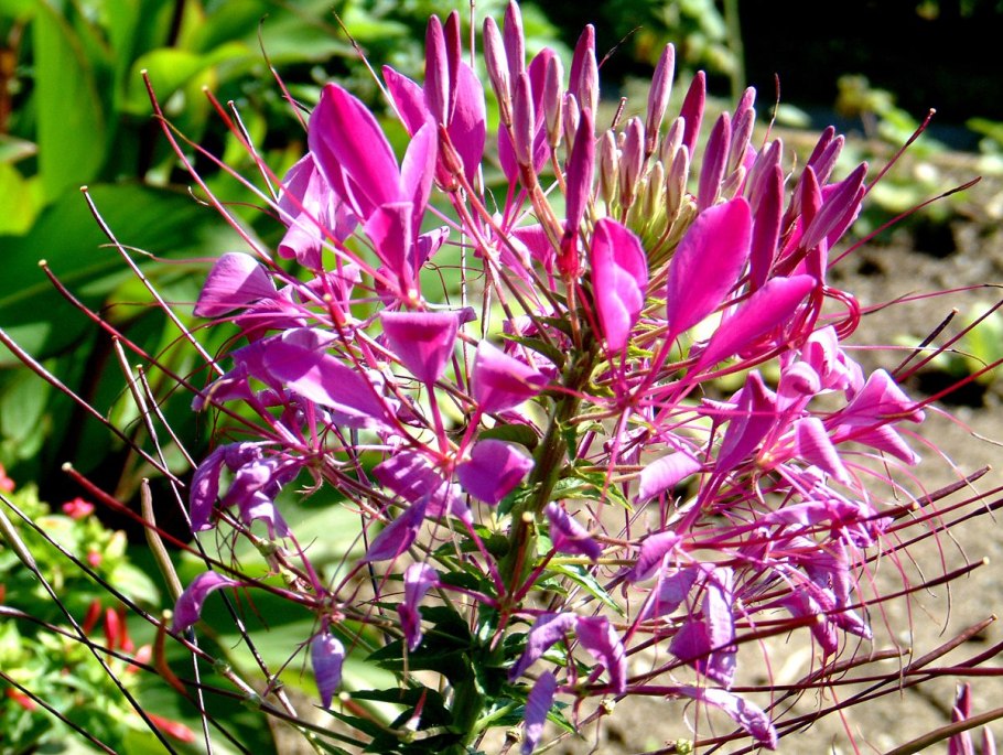 Цветок клеома брызги шампанского