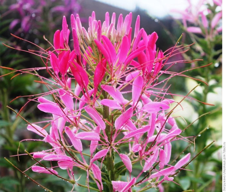 Клеома матильда колючая