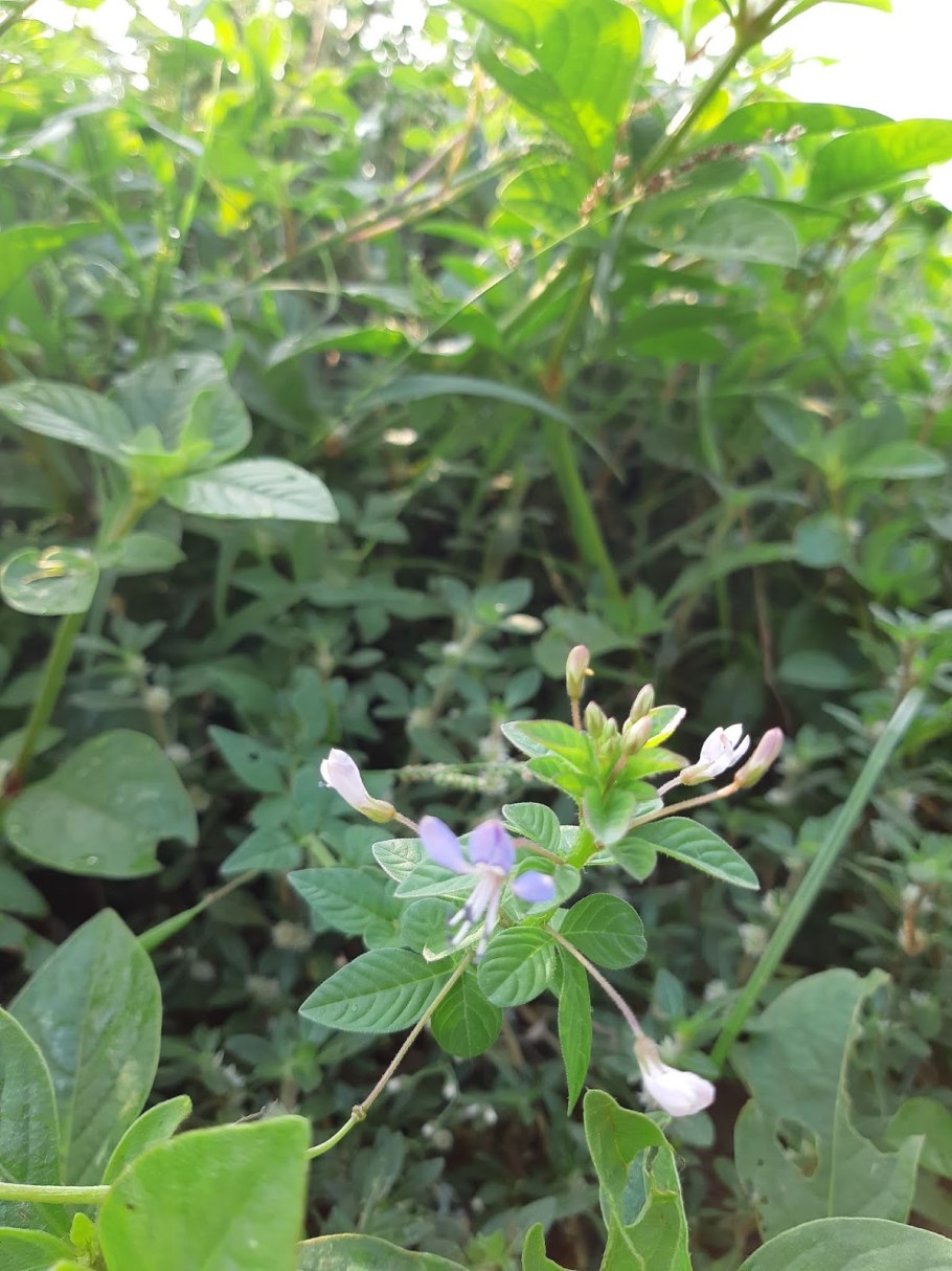 Cleome rutidosperma