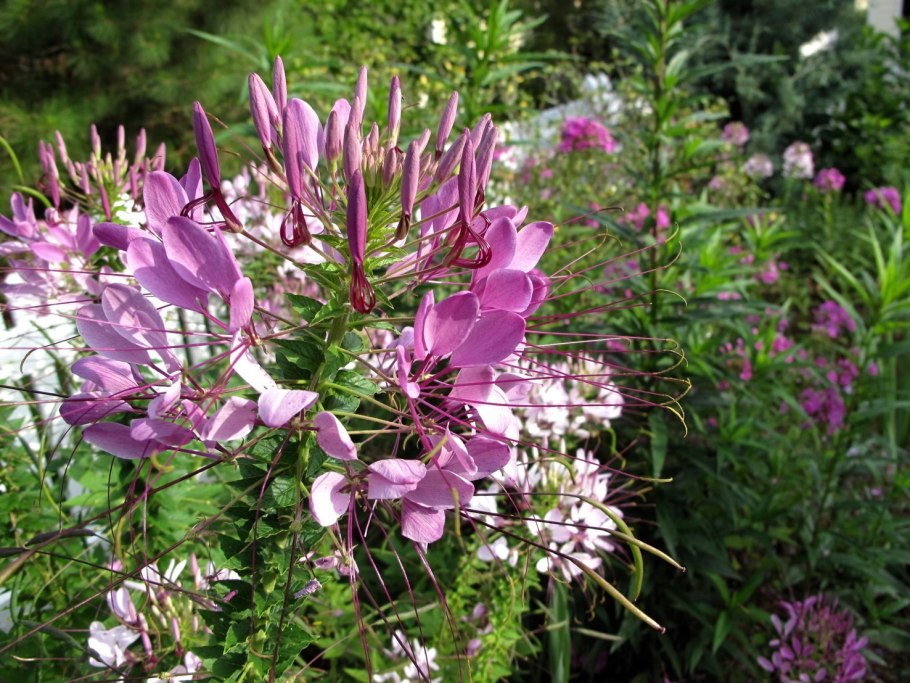 Клеома камелия