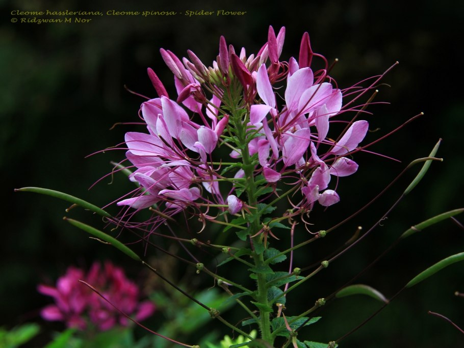 Клеома колючая вишневая