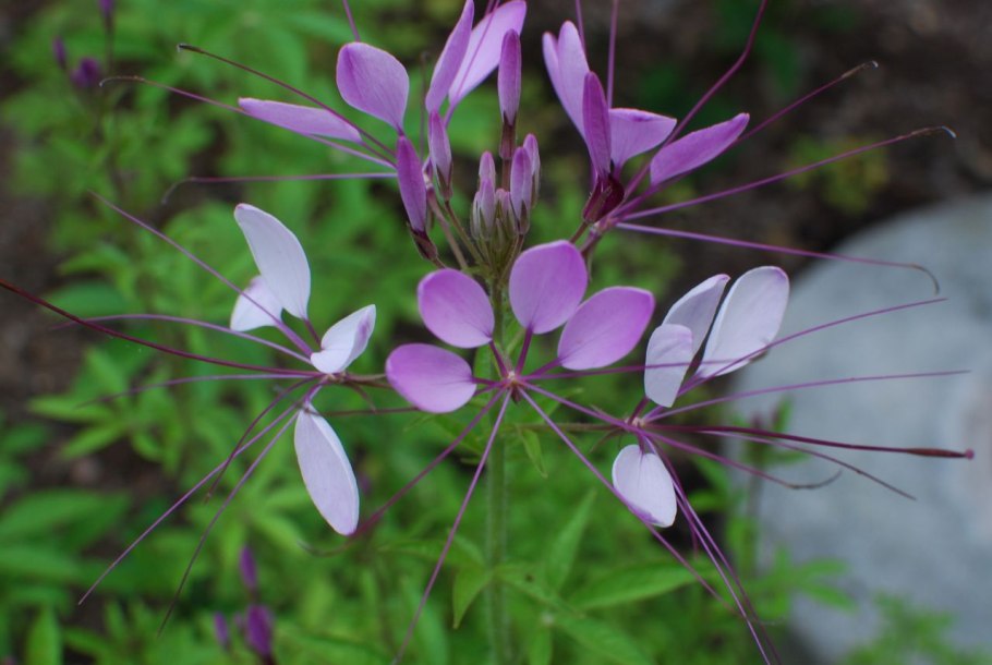 Корни клеомы