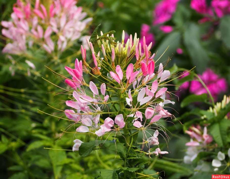 Клеома вишневая королева